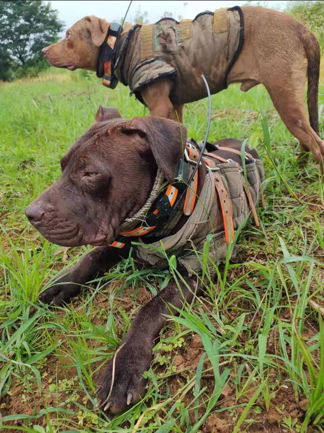dog with gps dog collar dog with gps dog collar