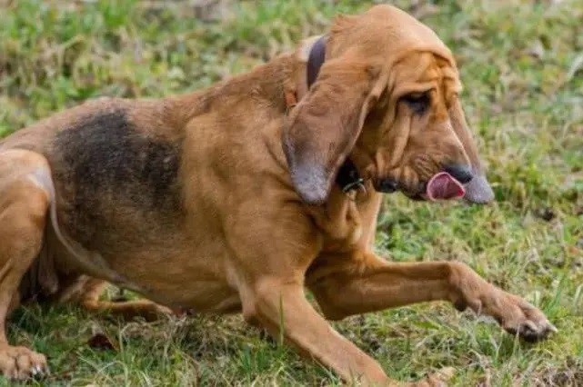 Bloodhound Bloodhound