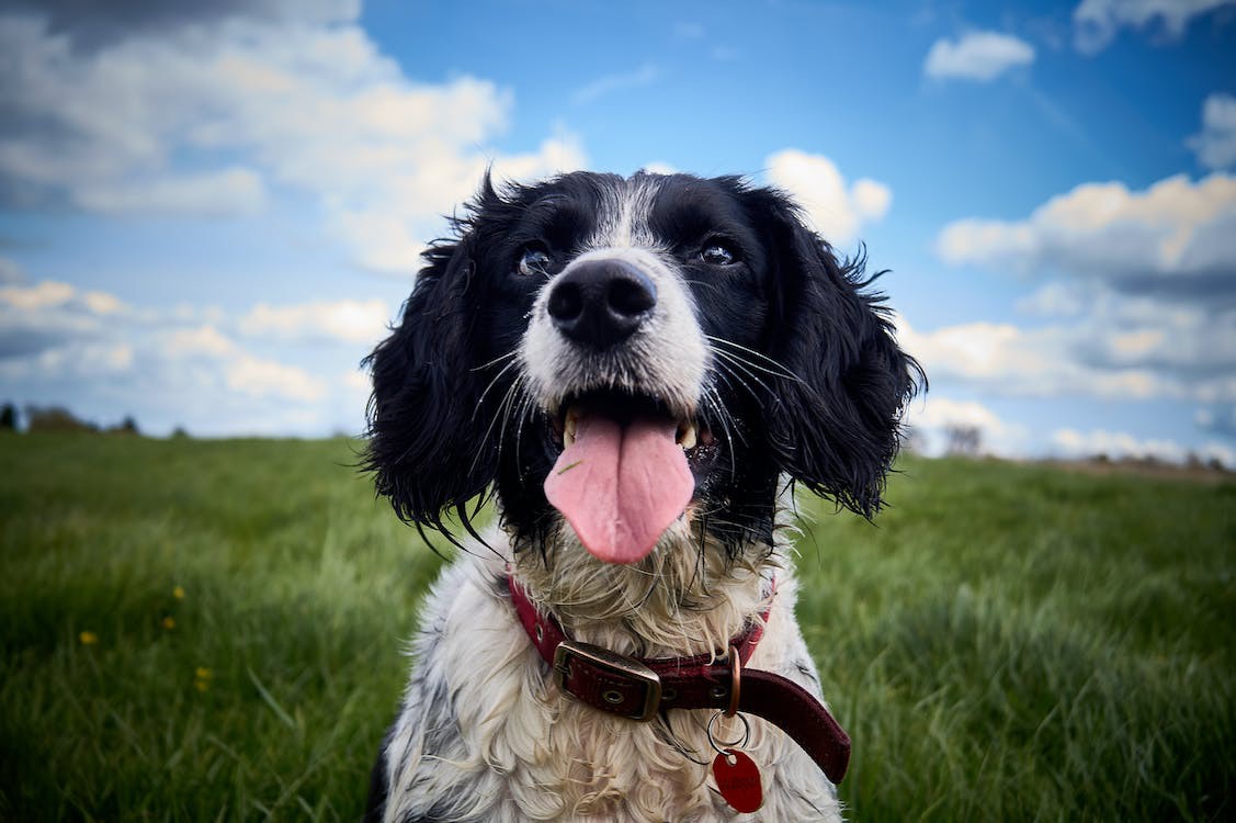 English Springer Spaniel